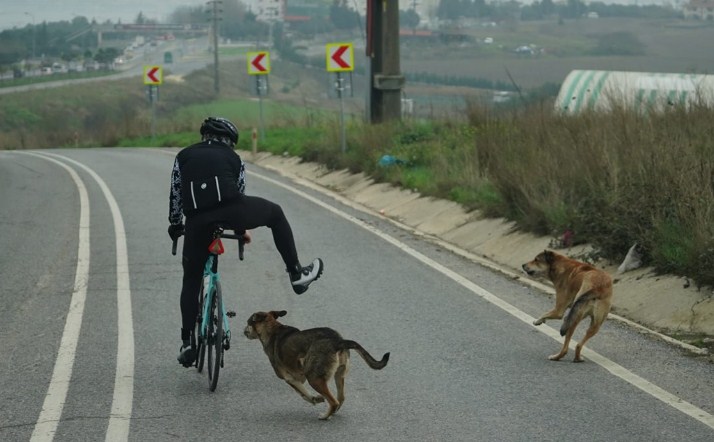Dua ekor anjing sempat mengejar saya saat gowes dari Istanbul ke border Turki-Yunani. Foto: Arsip Royke Lumowa