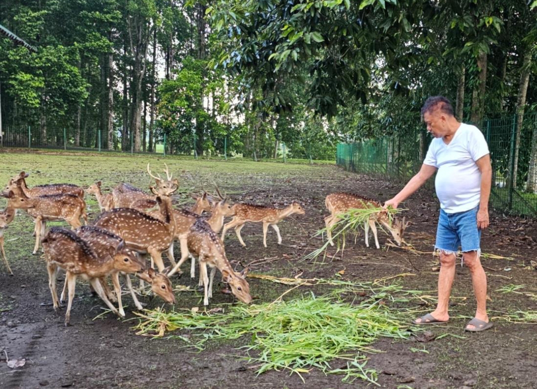 Gubernur Sulut Olly Dondokambey mengisi waktu luang dengan memberi makan rusa tutul