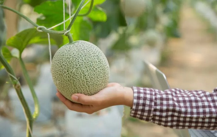 ilustrasi melon. (Freepik)