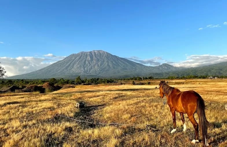 Savana Tianyar Bali. (jembranaexpress.jawapos.com)