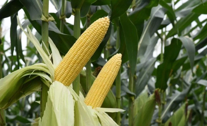 Ilustrasi Jagung