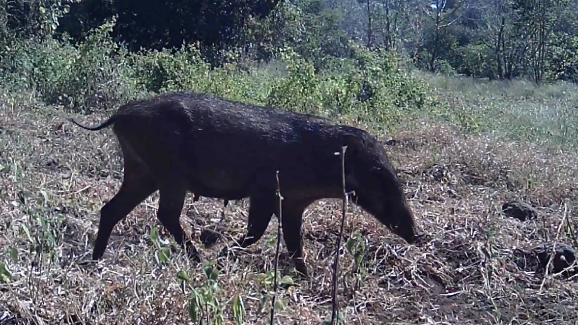 Babi Kutil Jawa/Sus verrucosus (balurannationalpark.id)