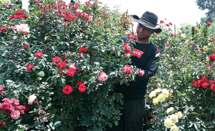 Ilustrasi Bunga. (SALMAN TOYIBI/JAWA POS)