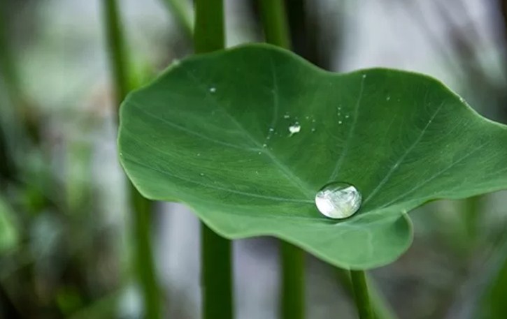 Ilustrasi Talas. (Coconet TV)