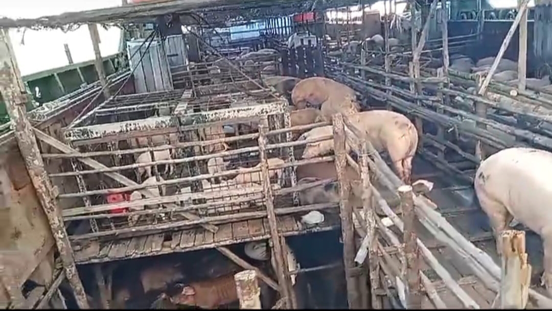 Pengiriman tahap kedua untuk menstabilkan harga daging babi. Nampak ratusan babi yang diangkut dari Bali menggunakan KM Halimeda, telah bertolak ke Sulut pagi tadi.