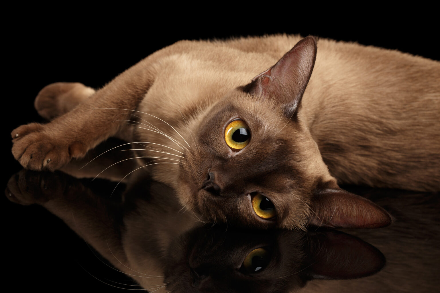Kucing Burmese
