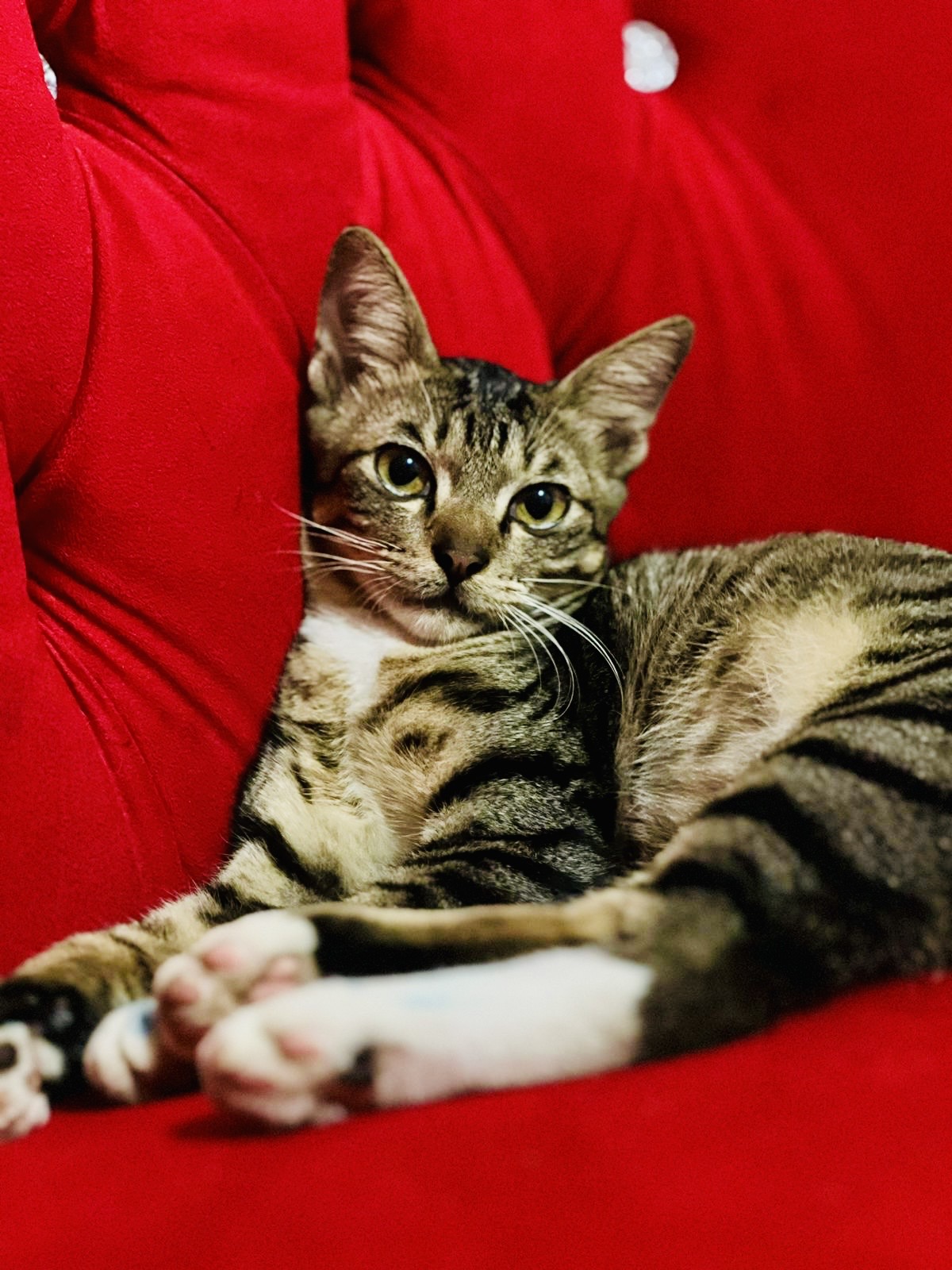 Kucing Kampung