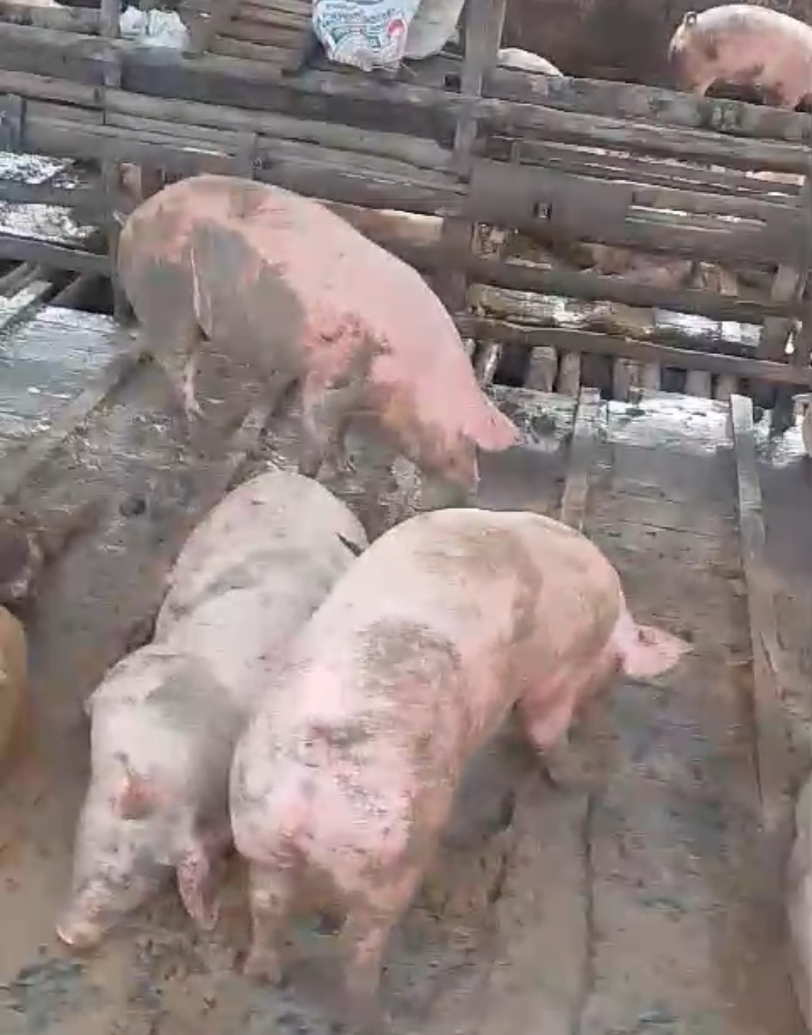ternak babi dari Bali tiba dengan aman di Pelabuhan Amurang, Minahasa Selatan, Provinsi Sulawesi Utara.
