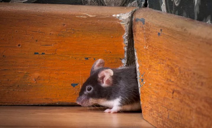 Ilustrasi Tikus.  (iStockPhoto)