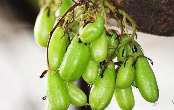 Belimbing. (Kangjo)