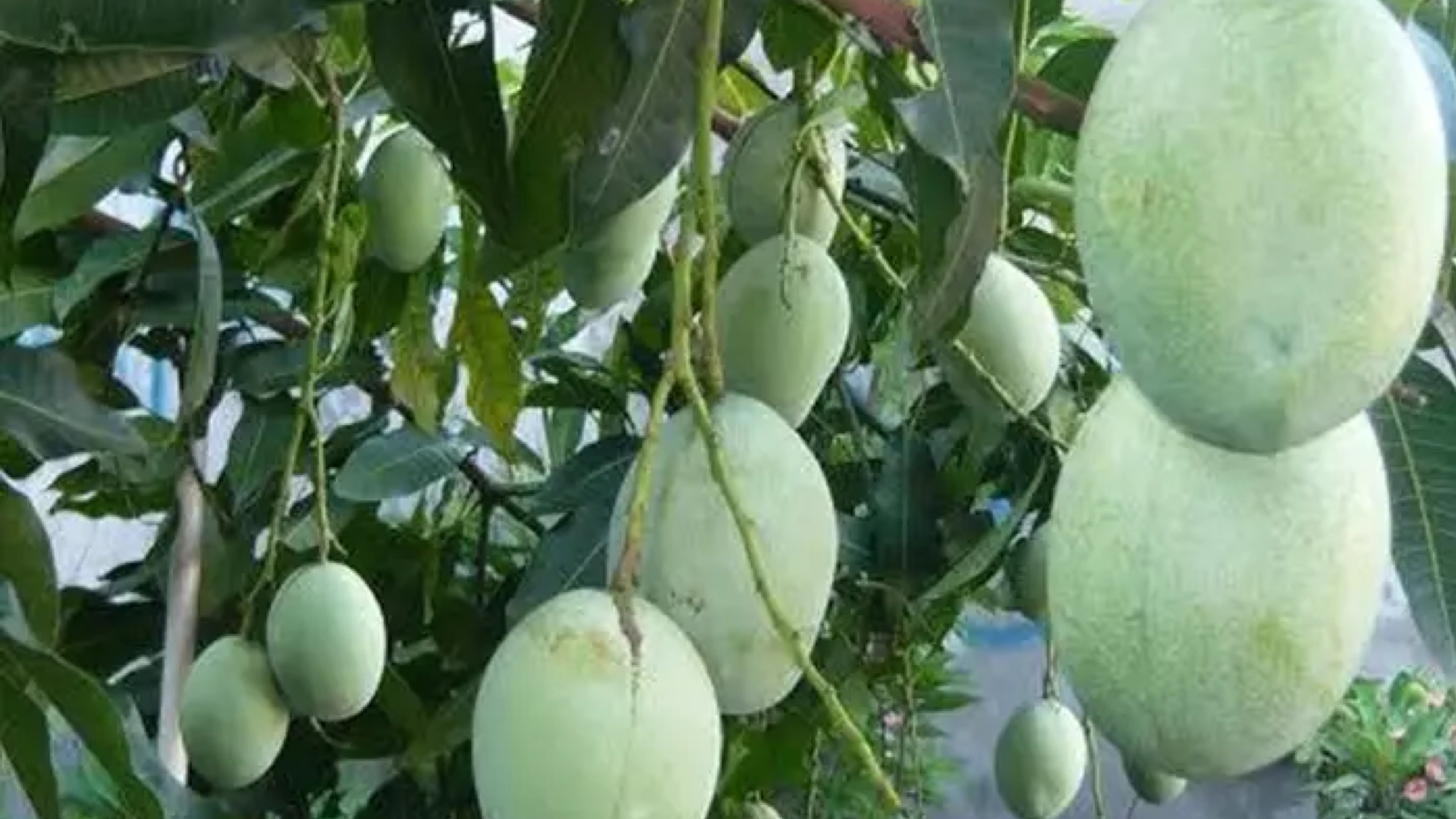 Mangga Harum Manis (tanamanmart.com)