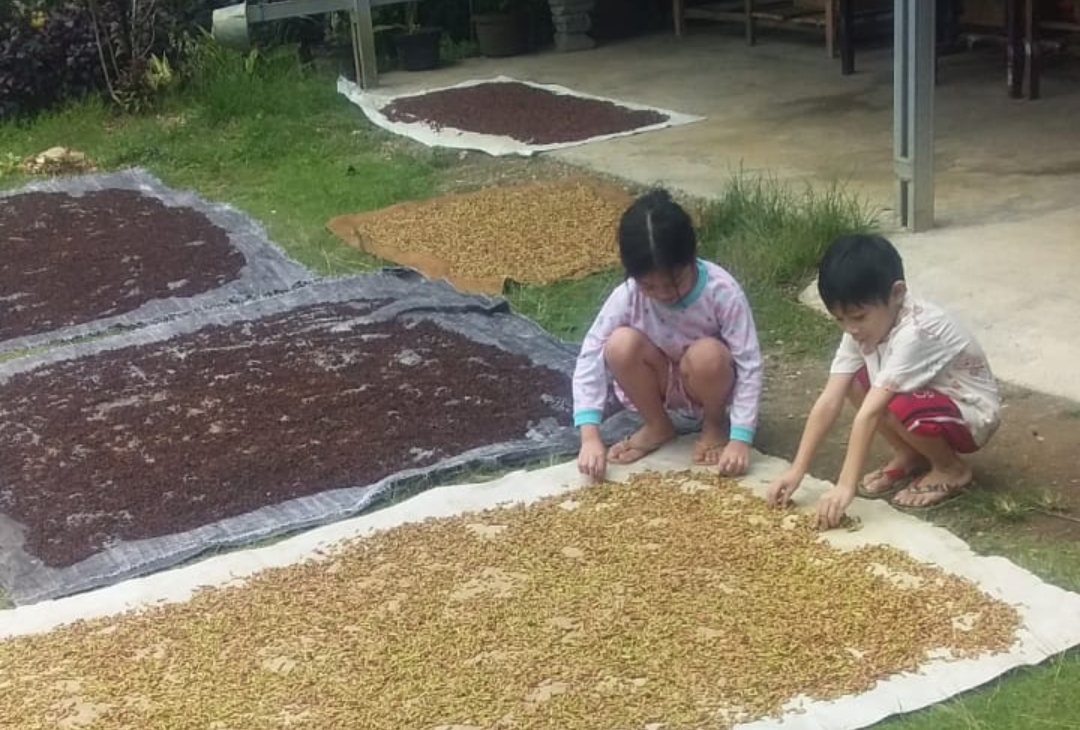Harga cengkih diharapkan bisa kembali normal di atas Rp100 ribu per kilogram agar petani bisa sejahtera