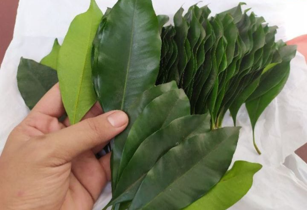 Ilustrasi daun Cengkih