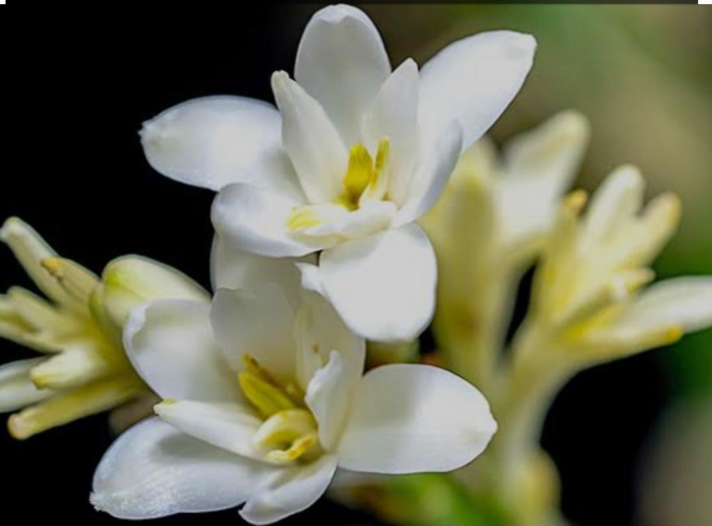 Ilustrasi Mitos Bunga Sedap Malam, Mengapa Dianggap Mistis?