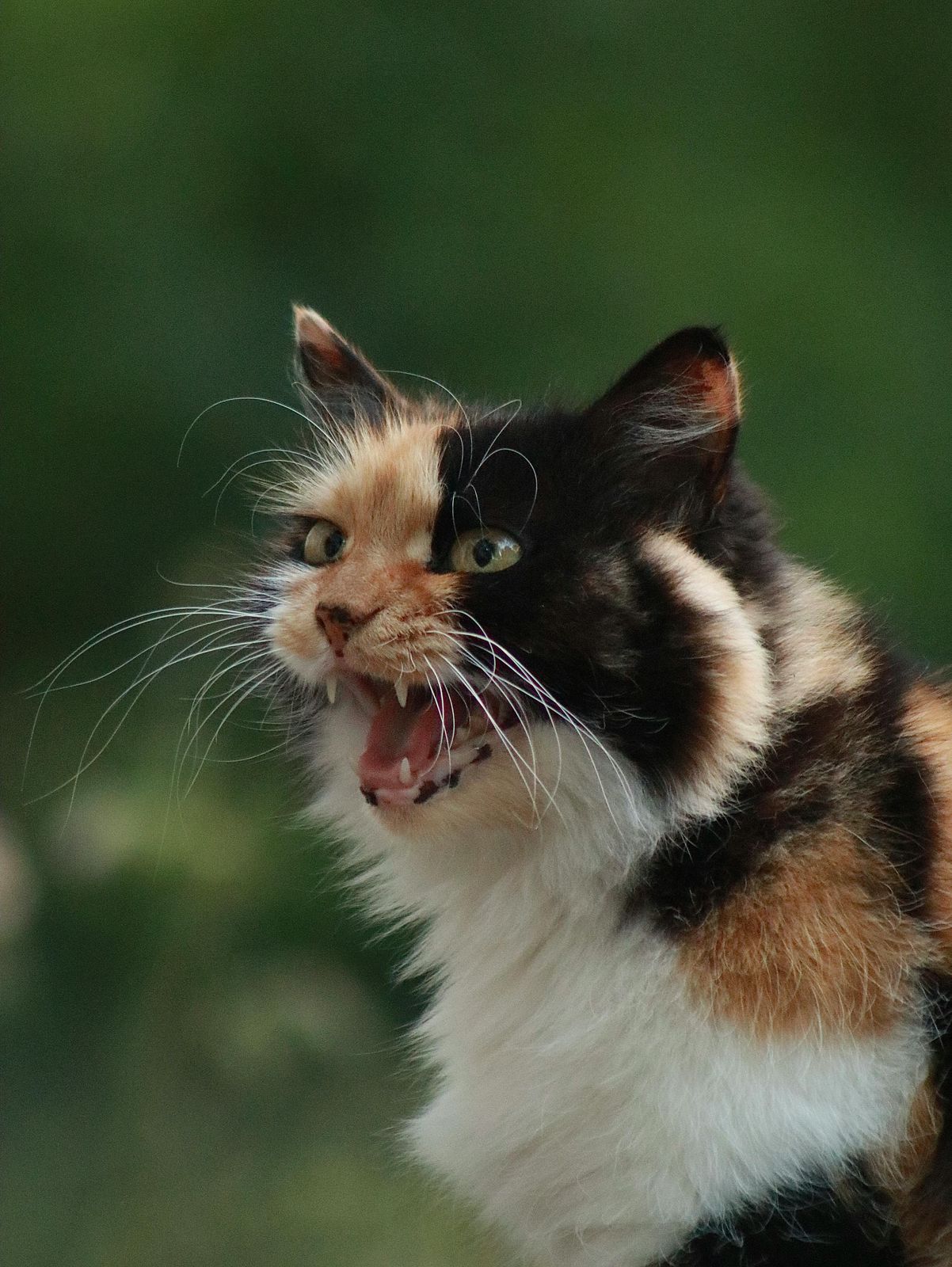 Ilustrasi Kucing marah