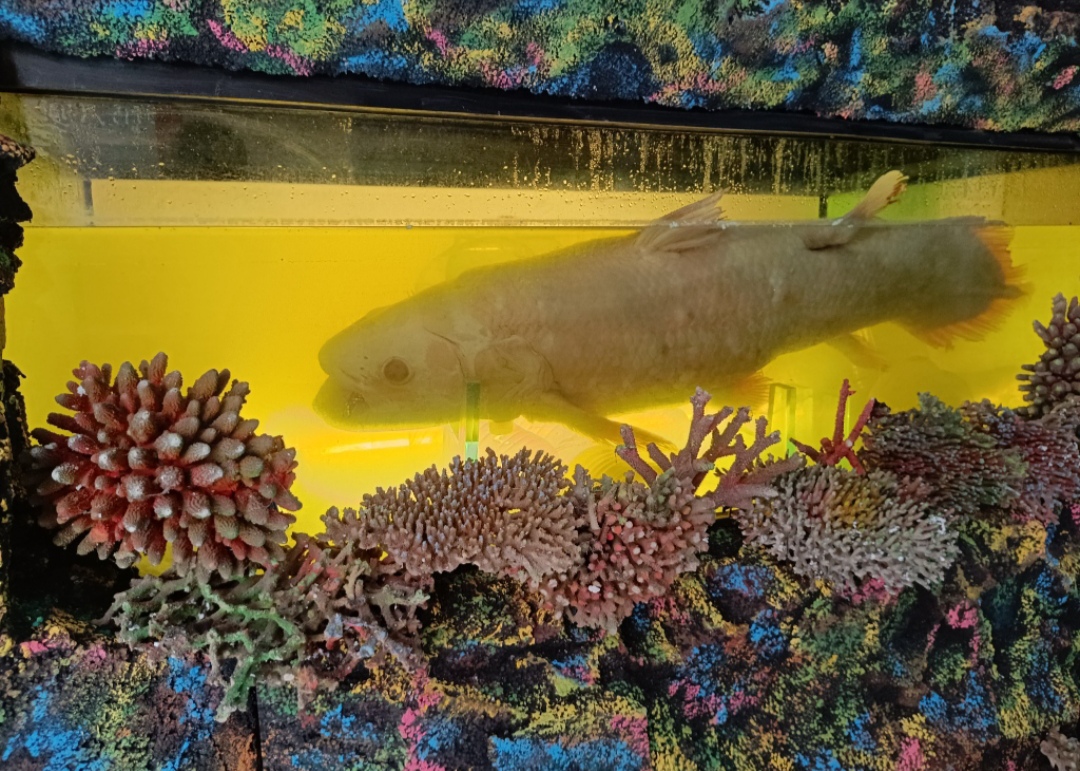 Kondisi utuh ikan purba Coelacanth yang ditemukan di perairan Manado pada 2007 silam