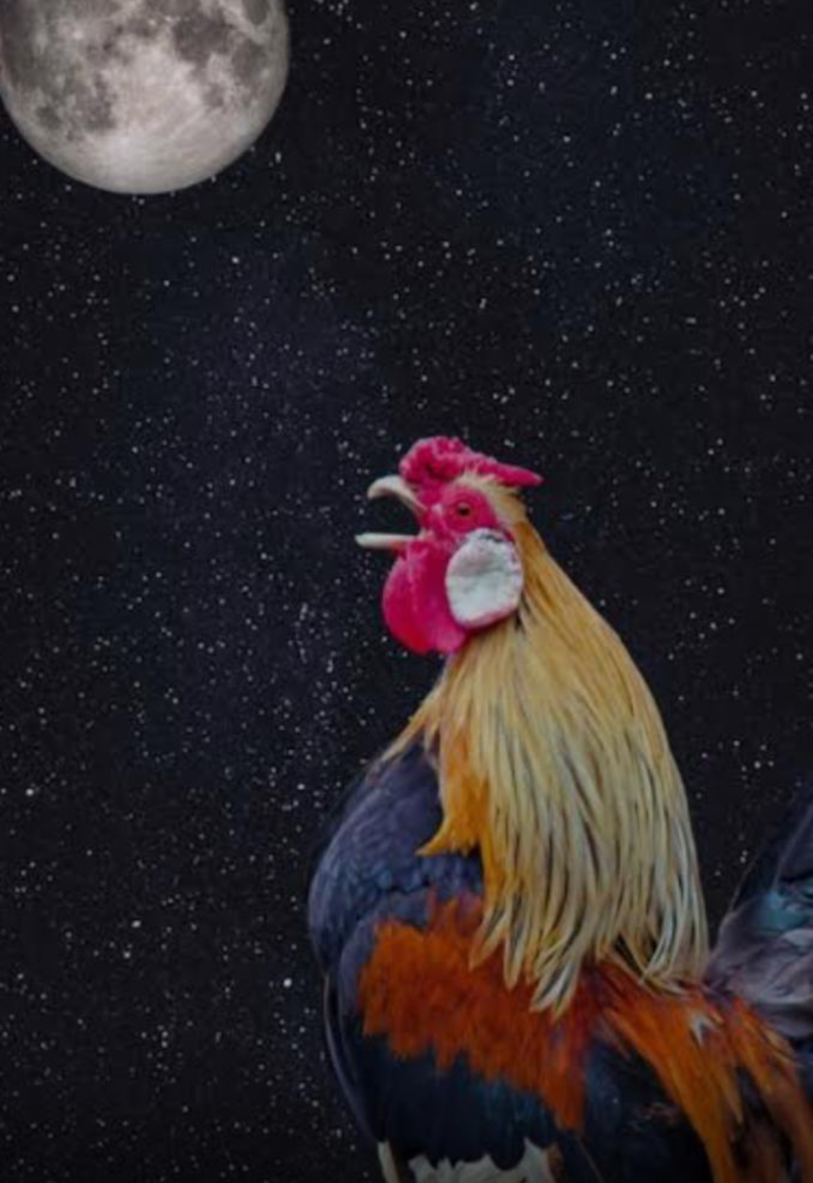 Ilustrasi ayam