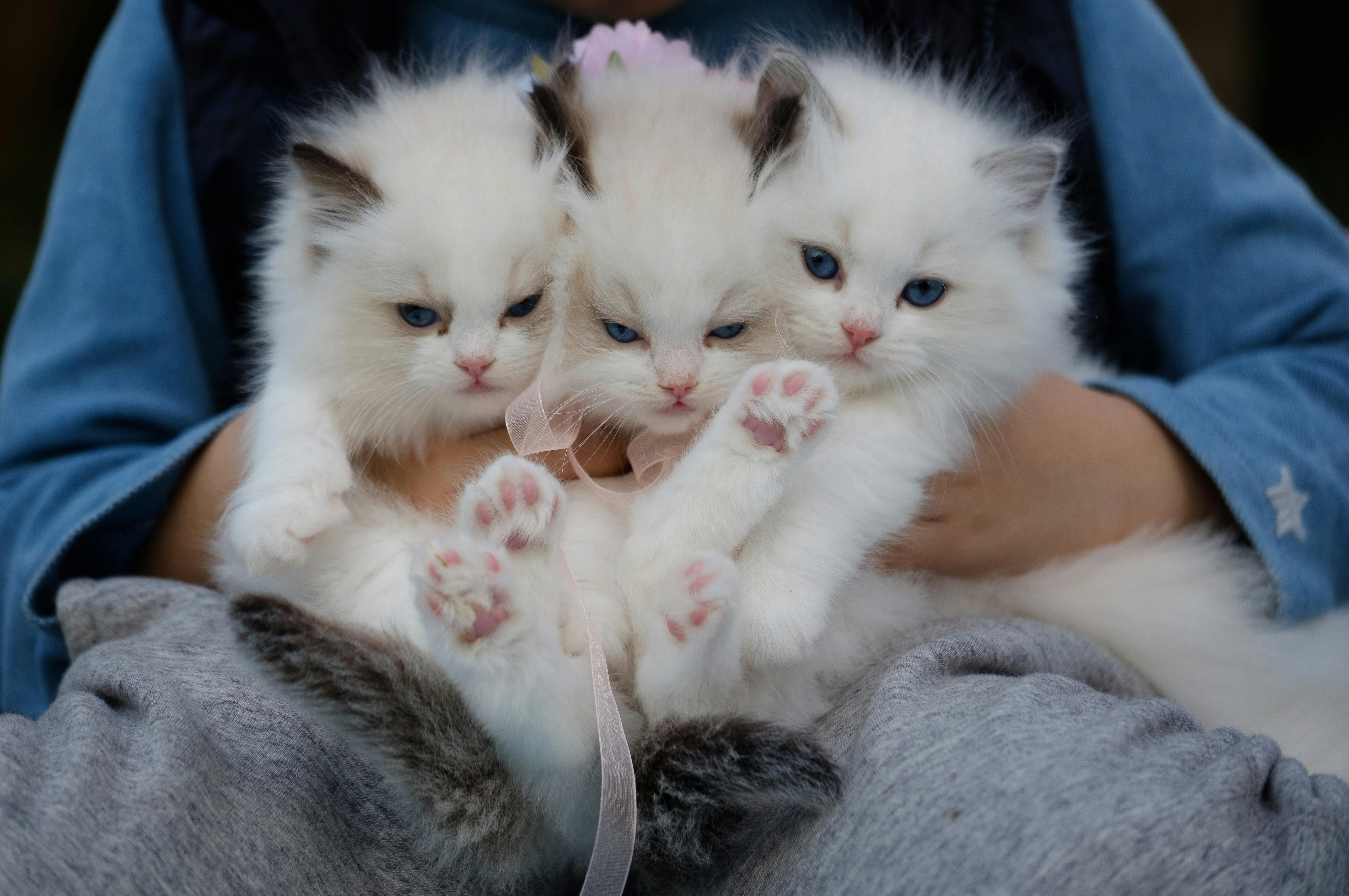 tangan yang memegang tiga anak kucing putih