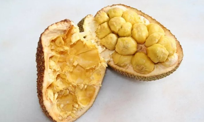 Ilustrasi buah Cempedak. (freepik)