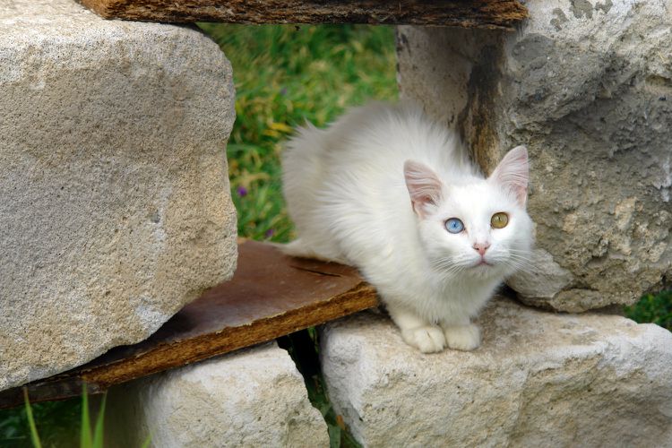 Kucing jenis Turkish Van