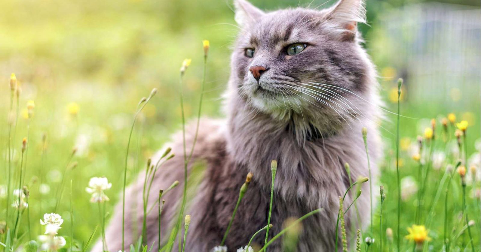 Kucing jenis Siberian