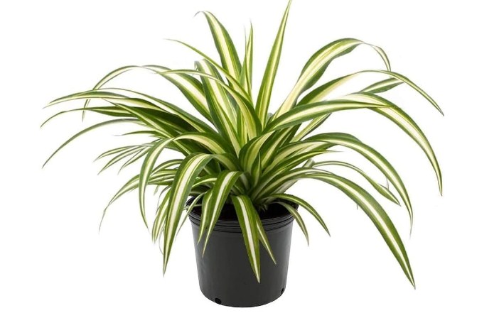 Lili Paris, atau yang dikenal juga sebagai tanaman spider plant. (amazon.in)