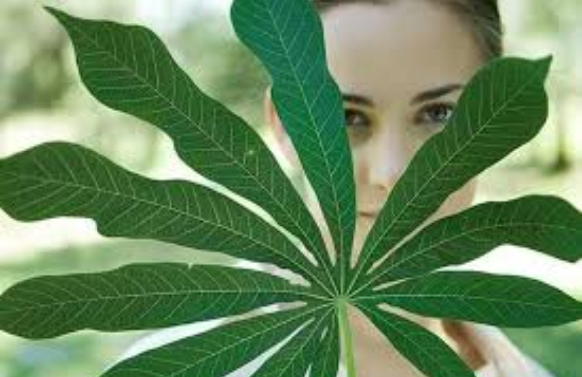 Ilustrasi daun singkong