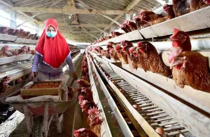 Ilustrasi Ayam.