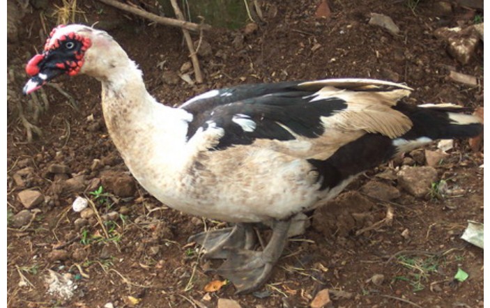 Ilustrasi bebek. (Wikipedia)