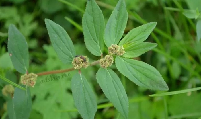 Patikan kebo. (wildturmeric, Pinterest)