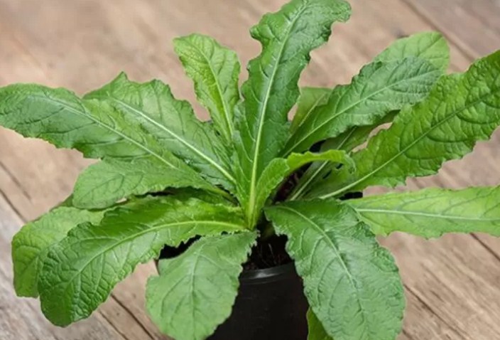 Daun Tapak Liman. (Radar lawu/Istimewa)