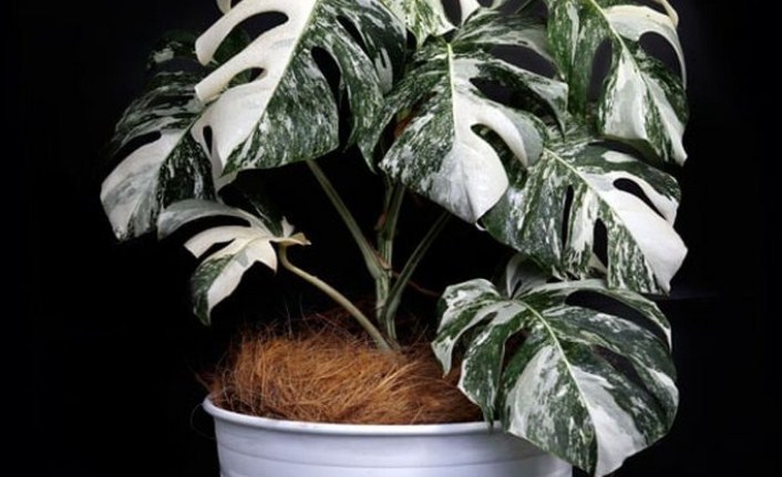 Monstera Variegata  (PUGUH SUJIATMIKO/JAWA POS)