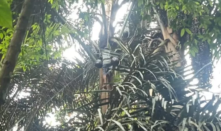 Pohon Aren. (Istimewa/BaliExpress)