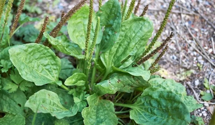 Tanaman Daun Sendok. (Istimewa)