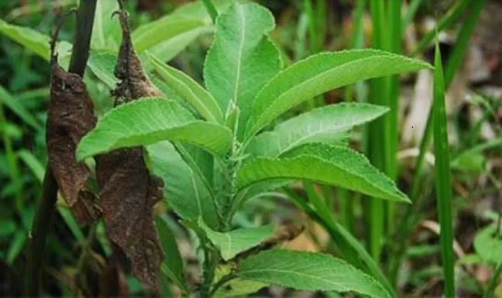 Daun sembung. (Pinterest)