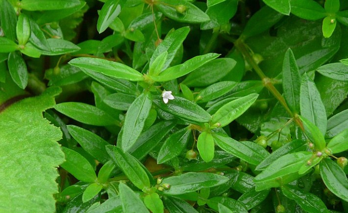 Rumput Mutiara / Hedyotis corymbosa (Bing)