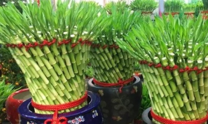 Tanaman Hias Bambu Hoki. (Pinterest.com)