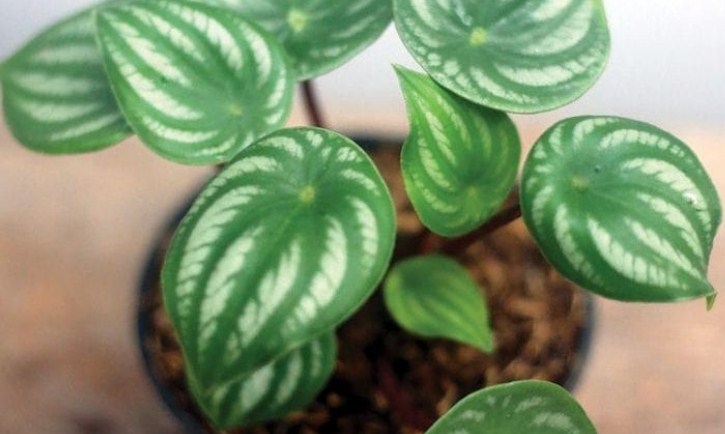 Peperomia watermelon. (SALMAN TOYIBI/JAWA POS)
