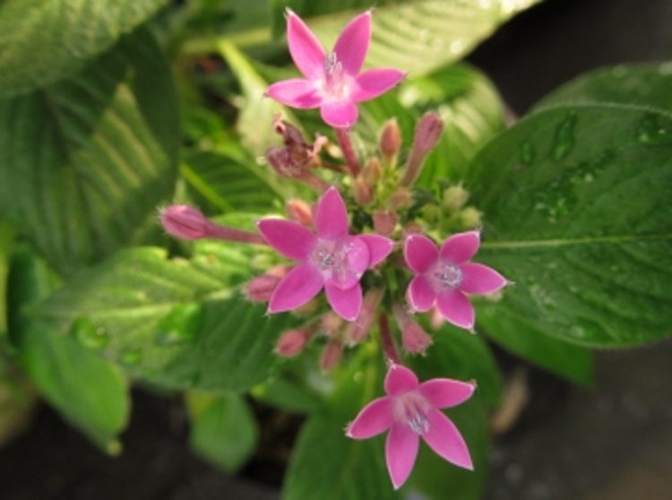 Pentas lanceolata. (plantamor.com)