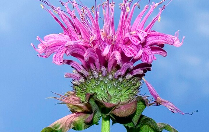 Bee balm (Monarda). (Wikipedia)