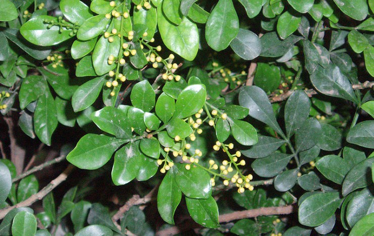 Daun Pacar Cina. (Wikipedia)