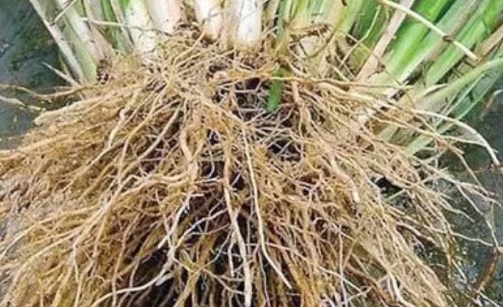 Akar Wangi. (Radar Kediri/JPG)