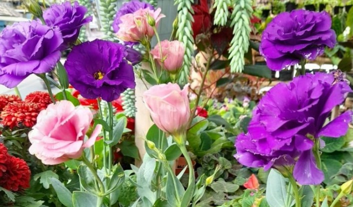 Bunga Lisianthus.
