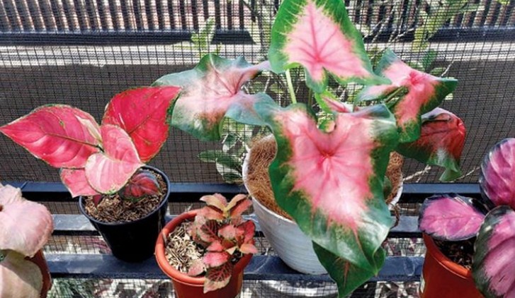 Fittonia Merah. (Jawapos.com)
