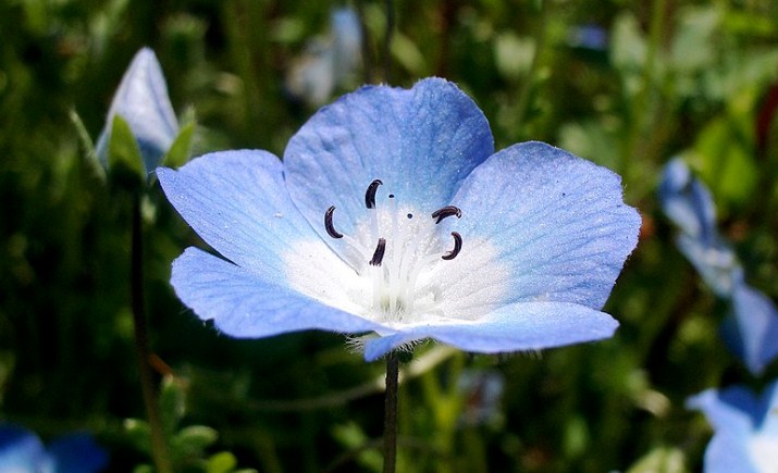 Si Mata Biru (Nemophila menziesii). (Bing)
