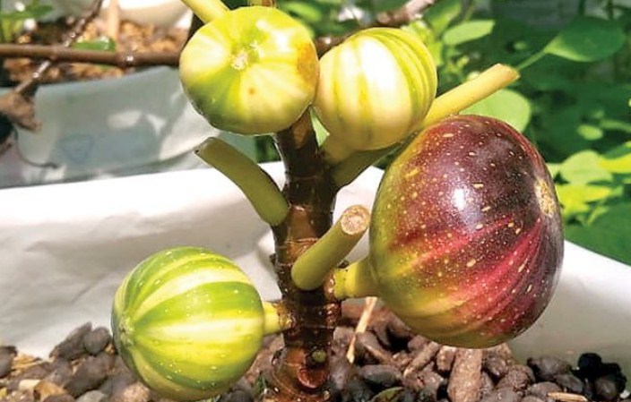 BUAH TIN. (GUSLAN GUMILANG/JAWA POS)