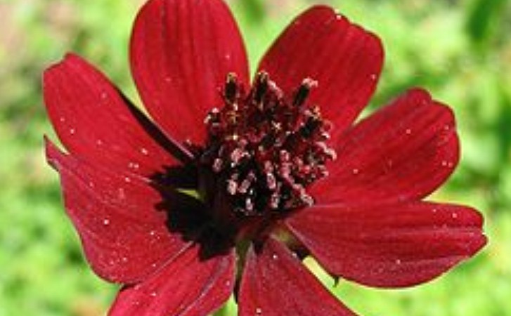 Bunga Cosmos Coklat. (Wikipedia)