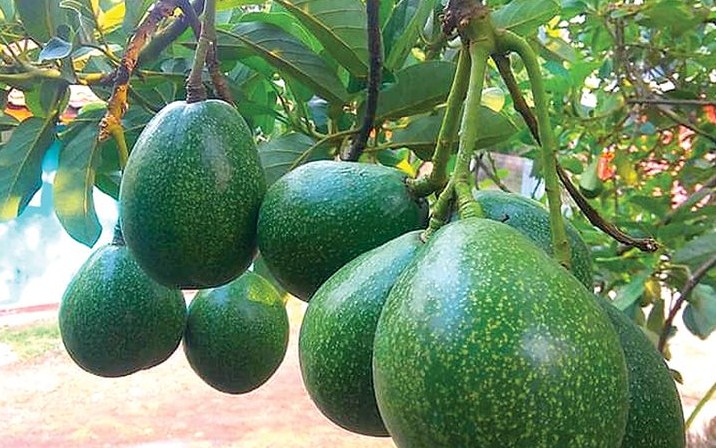 Alpukat. (Ahmad Fahrizal untuk Jawa Pos)