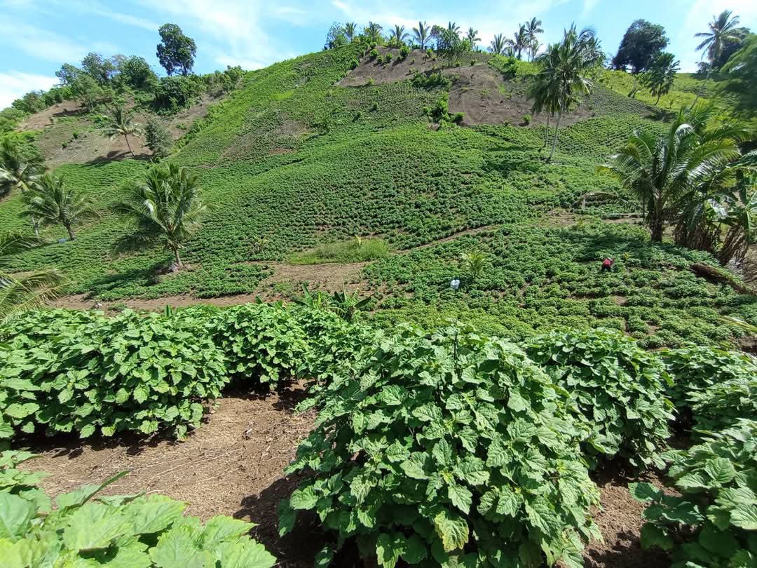 Nilam di Dumoga