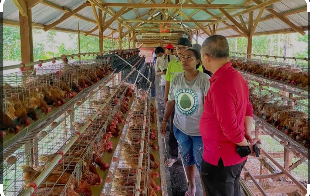 Peternakan ayam daging dan ayam petelur terancam
